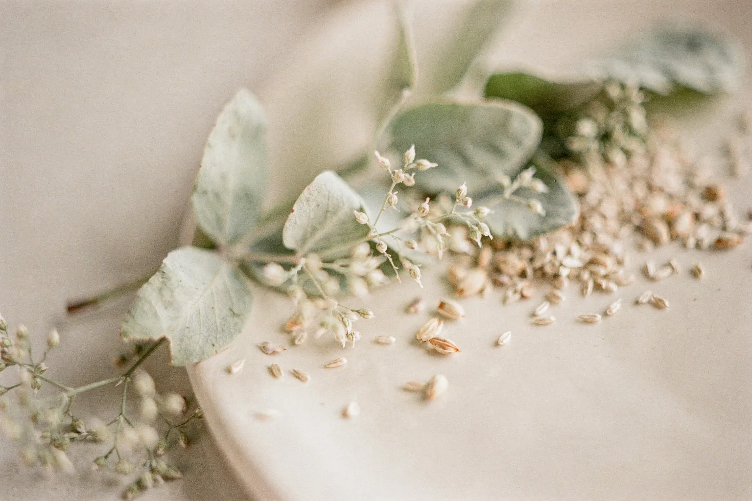 Fresh botanical forms — leaves, seeds and grains.