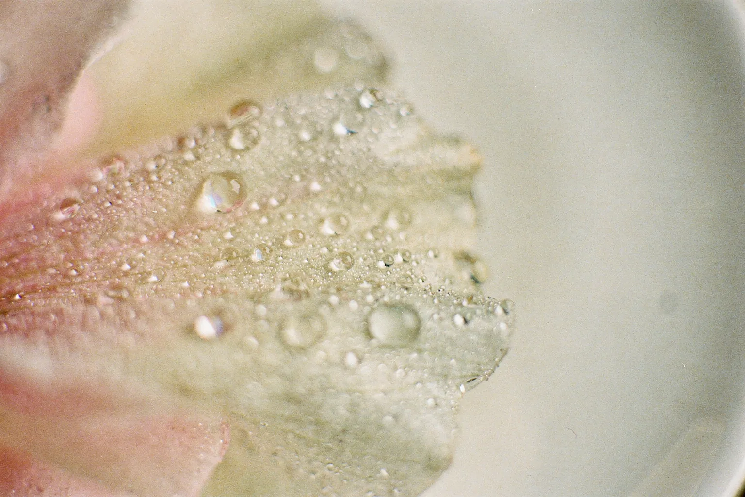 A soft, dewy, translucent surface.